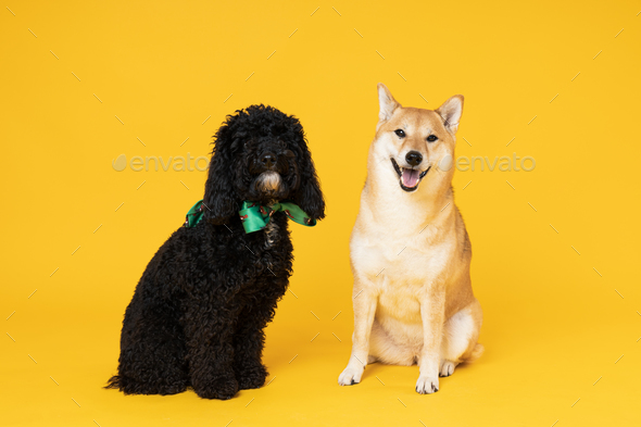 Shiba poodle hot sale