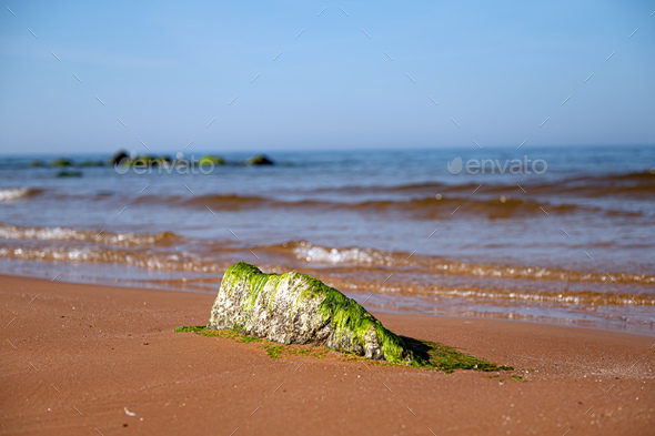 Green algae on a stone by the seashore. - Stock Photo - Images