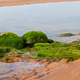 Green algae covered boulders at sea coast beach. Rocks covered with green seaweed in sea water. - PhotoDune Item for Sale