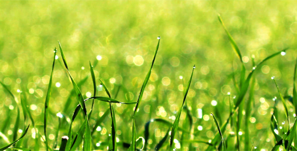  Green Grass 2