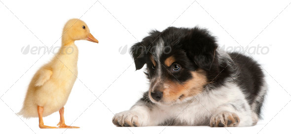 Border Collie puppy, 6 weeks old, playing with a duckling, 1 week old, in front of white background - Stock Photo - Images