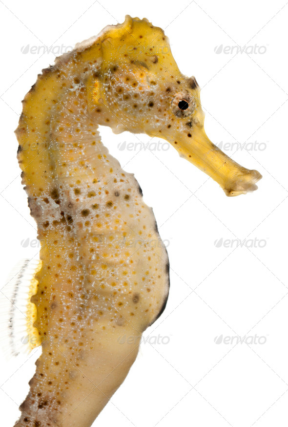 Longsnout seahorse or Slender seahorse, Hippocampus reidi yellowish, in front of white background - Stock Photo - Images