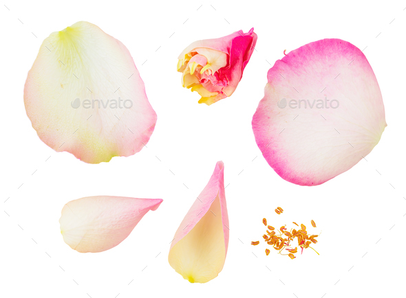 Parts of flower, petals and pollen collection isolated on transparent white background