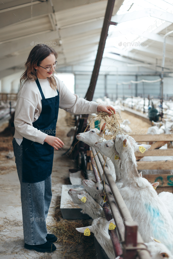 Woman Farmer in Apron Feeds the Goat with Hay in Barn. Rural Lifestyle