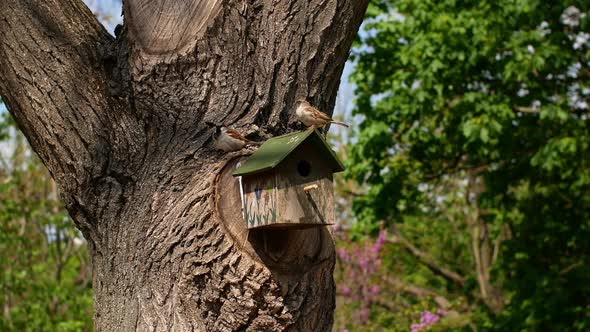 A pair of house sparrows at their birdhouse during a nesting period in spring. House sparrow