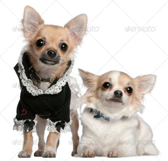 Chihuahua, 3 years old, and Chihuahua puppy, 6 months old, dressed up in front of white background - Stock Photo - Images