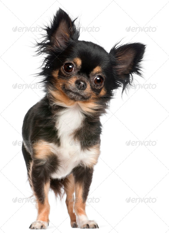 Chihuahua, 2 years old, standing in front of white background - Stock Photo - Images
