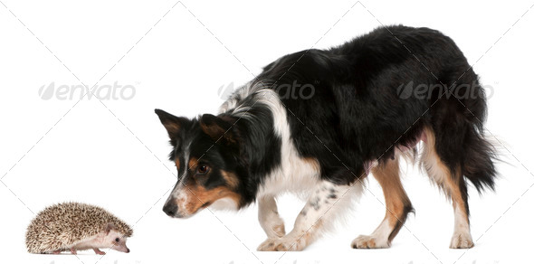 Female Border Collie, 3 years old, playing with hedgehog, 6 months old, in front of white background - Stock Photo - Images