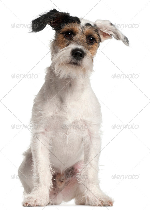 Fox Terrier puppy, 6 months old, sitting in front of white background