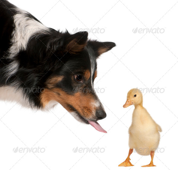 Female Border Collie, 3 years old, playing with duckling, 1 week old, in front of white background - Stock Photo - Images
