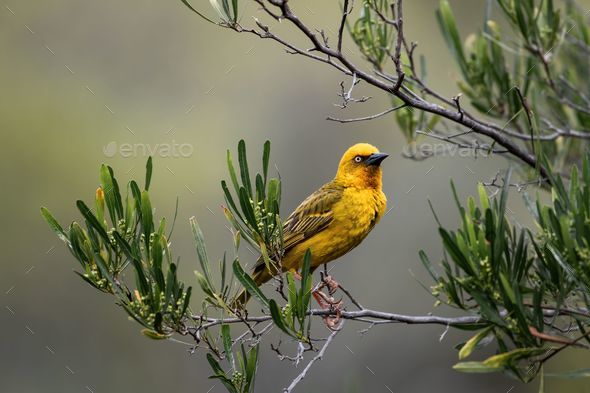 Closeup of a Cape weaver perched on a branch (Ploceus capensis) - Stock Photo - Images