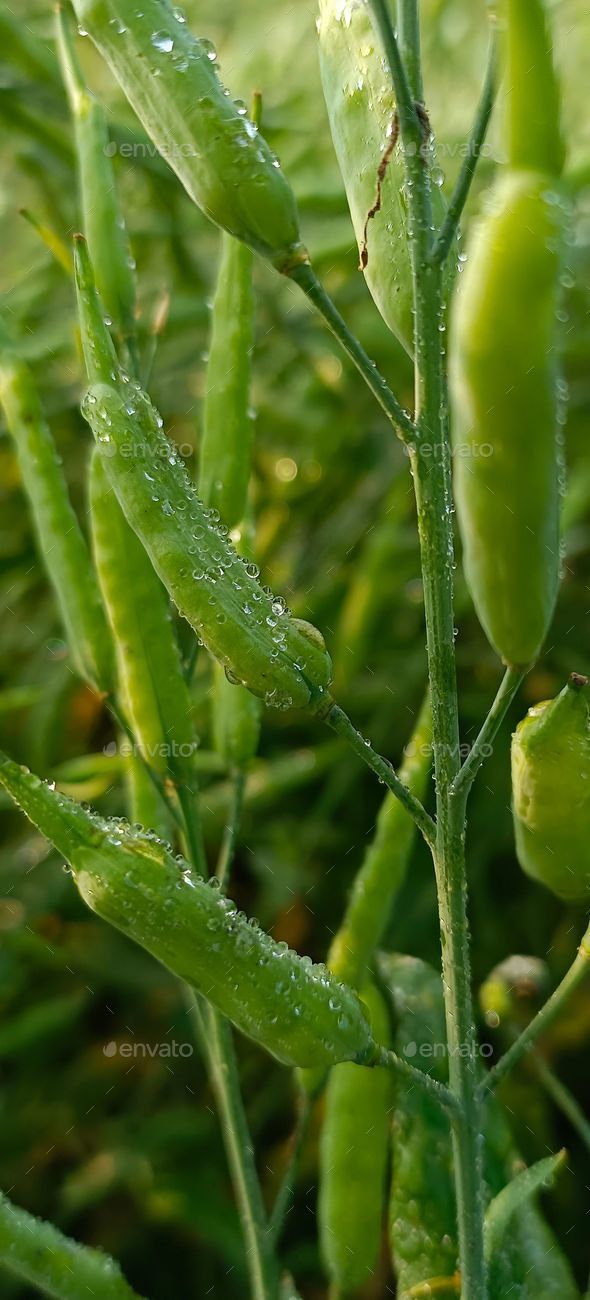 Vertical closeup shot of wet radish seed pods growing in the daytime