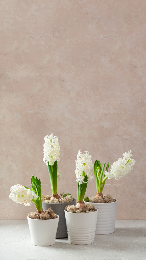 white hyacinth traditional winter christmas or spring flower on beige background - Stock Photo - Images