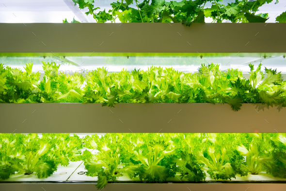 Vertical Farming Offers a Path Toward a Sustainable Future