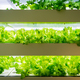 Vertical Farming Offers a Path Toward a Sustainable Future - PhotoDune Item for Sale