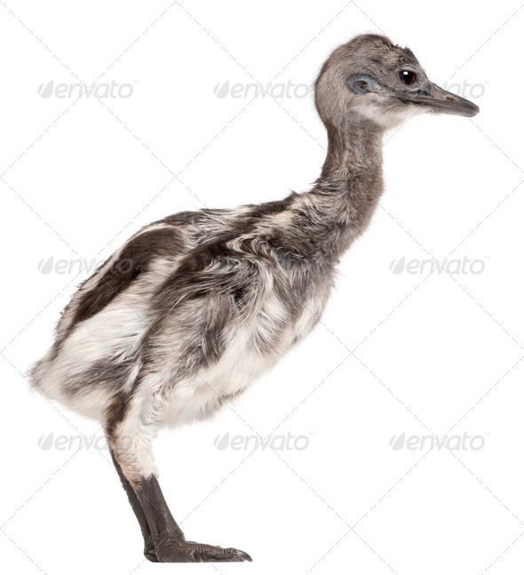 Darwin's Rhea, Rhea pennata, also known as the Lesser Rhea, 1 week old, in front of white background - Stock Photo - Images