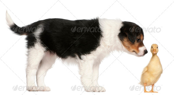 Border Collie puppy, 6 weeks old, playing with a duckling, 1 week old, in front of white background - Stock Photo - Images