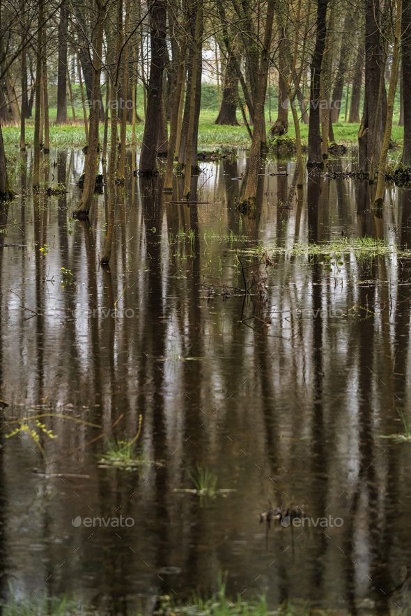 Trees flooded with water in the forest at spring - Stock Photo - Images