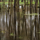 Trees flooded with water in the forest at spring - PhotoDune Item for Sale