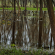 Trees flooded with water in the forest at spring - PhotoDune Item for Sale
