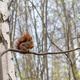 Red squirrel on a tree branch - PhotoDune Item for Sale