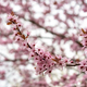 Branch of blossom cherry tree - PhotoDune Item for Sale