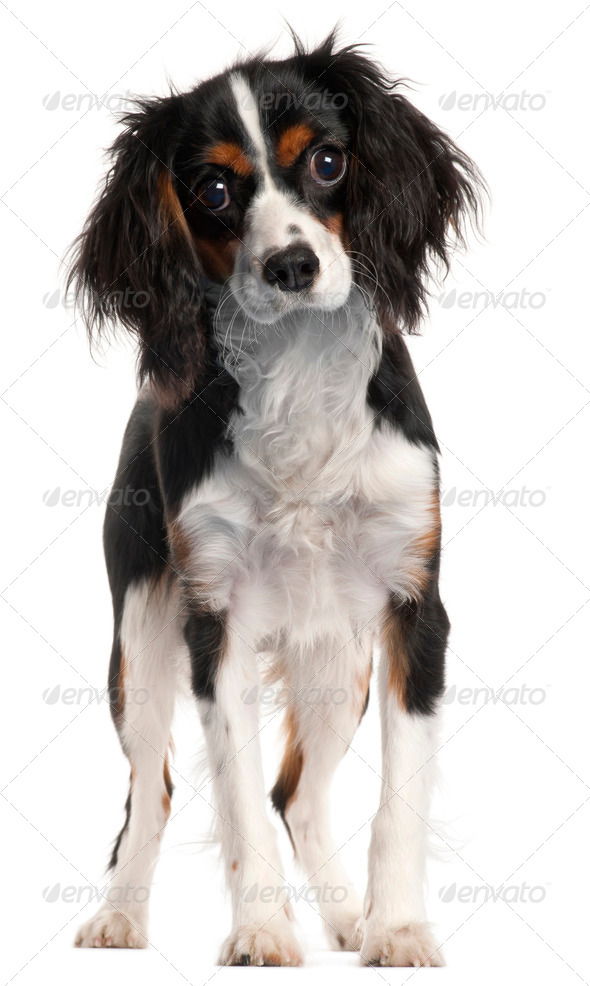 Cavalier King Charles Spaniel, 7 months old, standing in front of white background - Stock Photo - Images