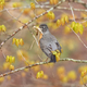 American robin on tree branch - PhotoDune Item for Sale