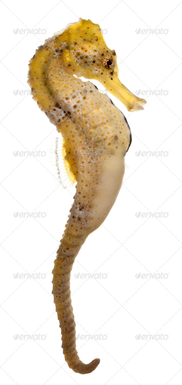 Longsnout seahorse or Slender seahorse, Hippocampus reidi yellowish, in front of white background - Stock Photo - Images