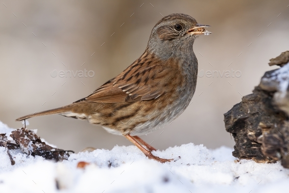 Dunnock (Prunella modularis) standing on the ground covered in snow with food in its beak - Stock Photo - Images