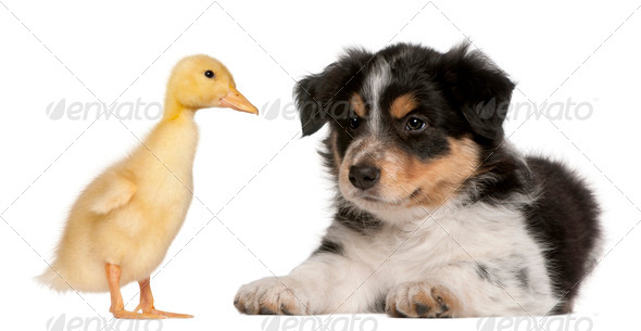Border Collie puppy, 6 weeks old, playing with a duckling, 1 week old, in front of white background - Stock Photo - Images