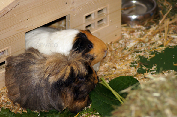 Dandelion leaves outlet guinea pigs