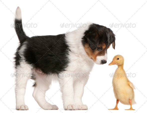 Border Collie puppy, 6 weeks old, playing with a duckling, 1 week old, in front of white background - Stock Photo - Images