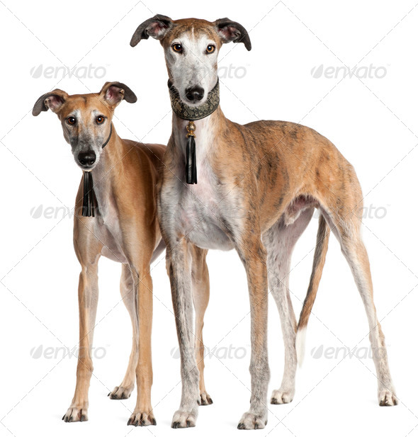 Galgo Espa?±ols, 6 years old and 3 and a half years old, standing in front of white background - Stock Photo - Images