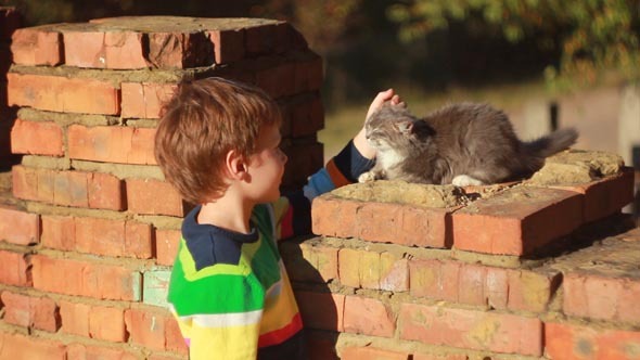 Boy Playing with a Cat 1