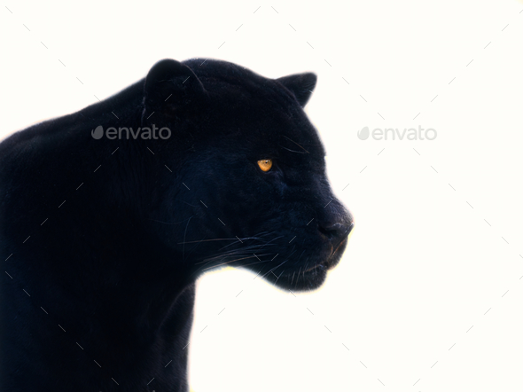 Profile portrait of a black jaguar on a white background