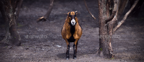 Frontal view of a brown goat between trees in panorama