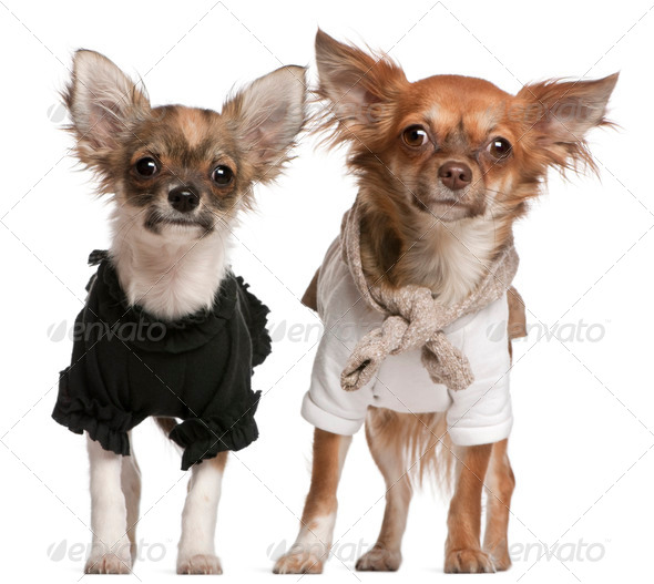 Chihuahua puppies, dressed up, 3 months old and 10 months old, standing in front of white background - Stock Photo - Images