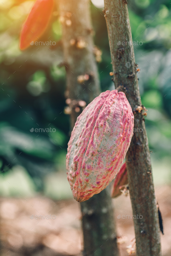 Cacao Tree (Theobroma cacao). Organic cocoa fruit pods in nature. Stock