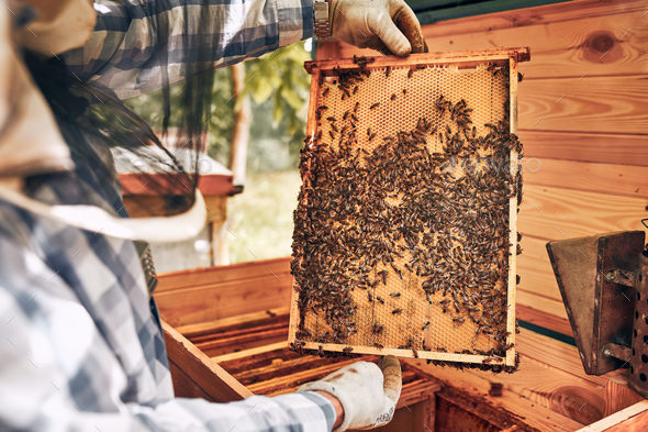 Beekeeper working in apiary. Drawing out the honeycomb from the hive with bees on honeycomb. Apiary