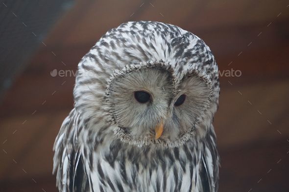 Portrait of a Ural owl (Strix uralensis) - Stock Photo - Images