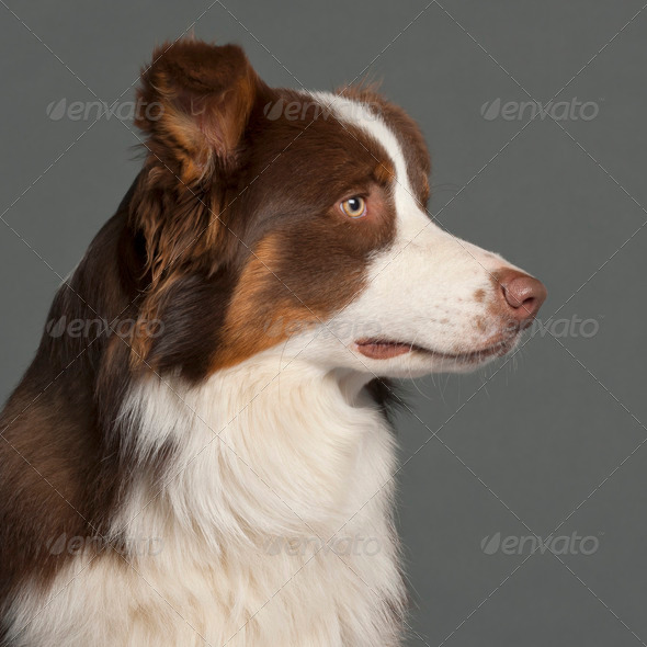 Border Collie - Stock Photo - Images