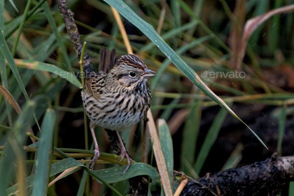 Beautiful Lincoln's sparrow (Melospiza lincolnii) sitting in grass - Stock Photo - Images