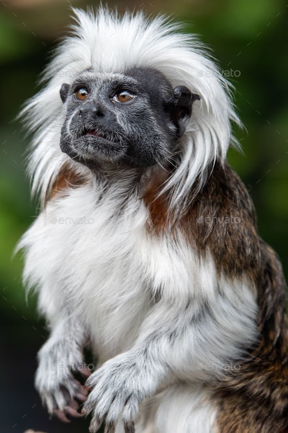 Vertical shot of a rare cotton top tamarin monkey on a wildlife