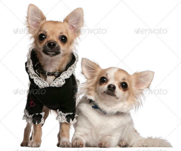 Two Chihuahuas dressed-up in front of white background - Stock Photo - Images