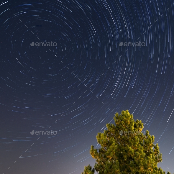 Star trails over a pine tree in Zagreb, Croatia. Polaris star.
