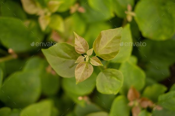 Selective focus shot of Native River Mint Leaf in the garden