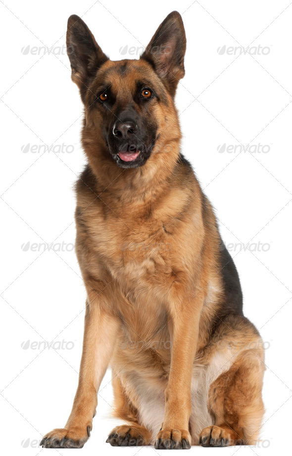 German Shepherd Dog, 4 years old, sitting in front of white background - Stock Photo - Images