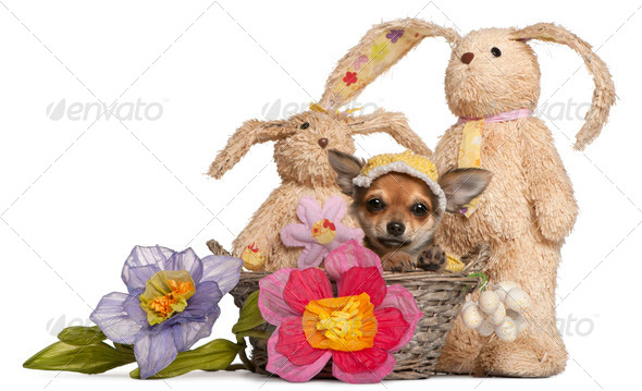 Chihuahua puppy in Easter basket with flowers and stuffed animals in front of white background - Stock Photo - Images