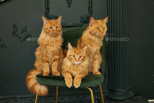 family of three red fluffy Maine Coon cats sits on a green velvet chair